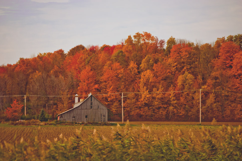 Autumn in the country